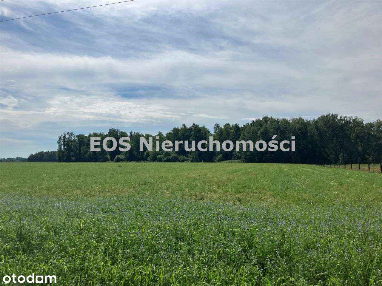 Działki leśne pod Białą Podlaską*pow.2,1886 ha - Pełny obrazek: 5/8