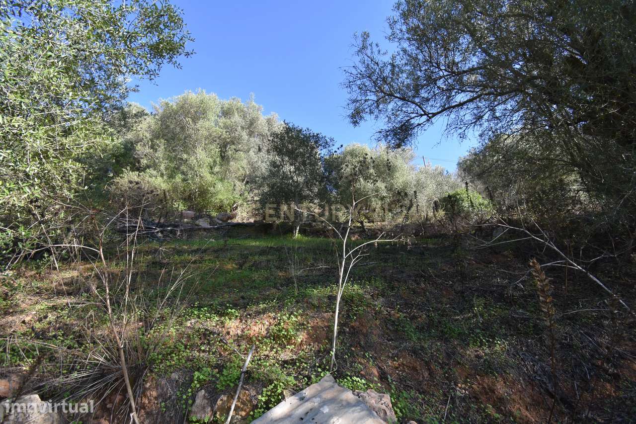 Terreno Rústico com bom acesso perto de Silves - Grande imagem: 4/24