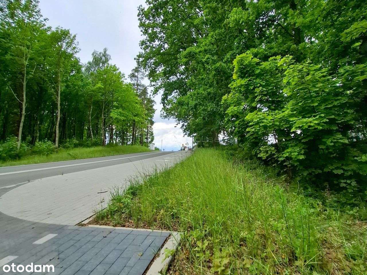 6 ha Lasu w Klawkowie - Pełny obrazek: 4/9