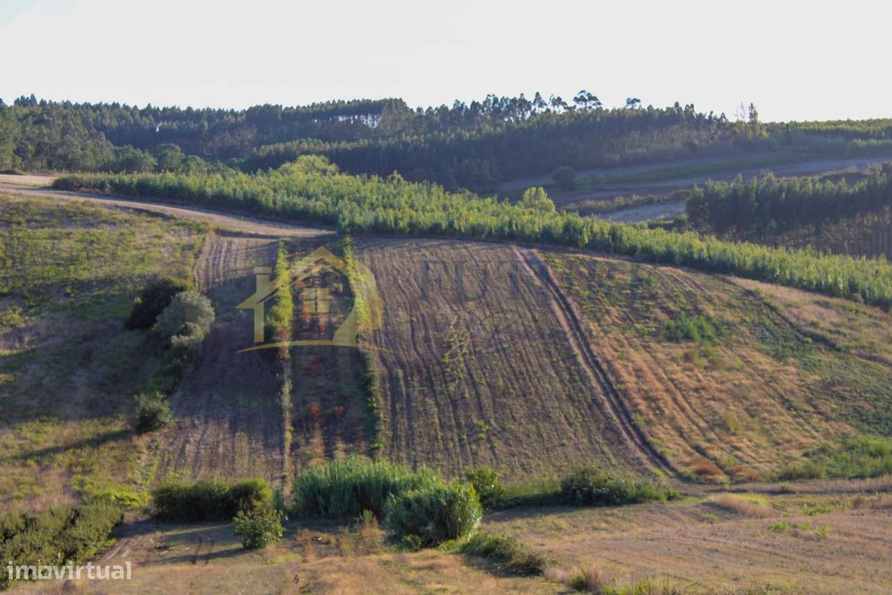 Terreno  Venda em Bombarral e Vale Covo,Bombarral-2