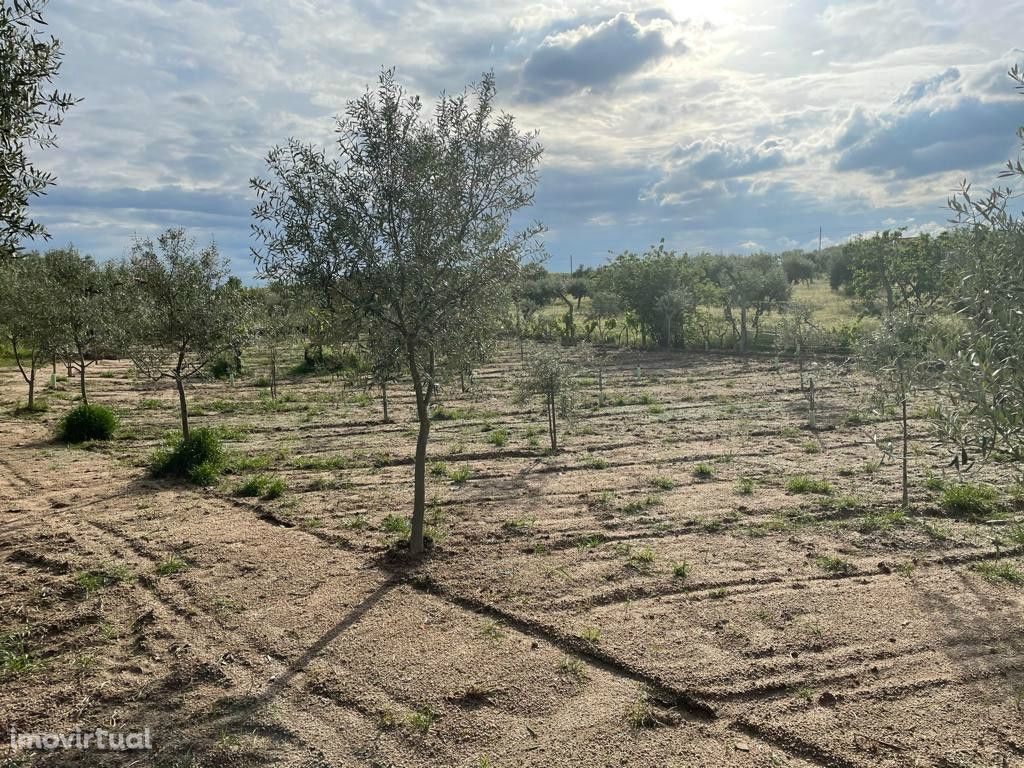 Quinta  Venda em Tinalhas,Castelo Branco