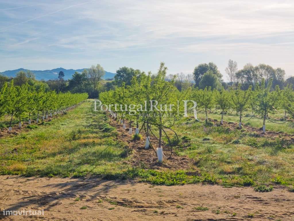 Herdade de 64ha com Amendoal no Fundão - Grande imagem: 4/11