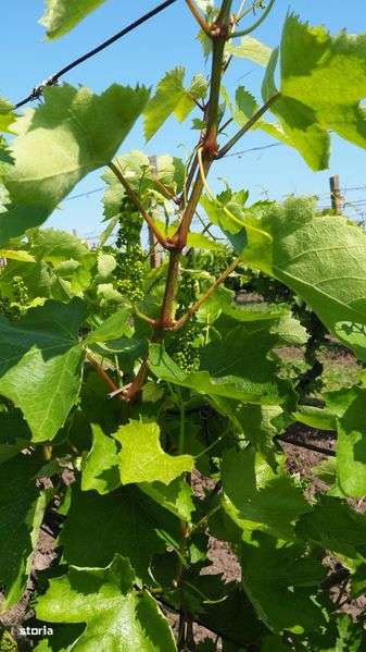 Ferma viticola /Plantatie vita de vie - Imagine principală: 5/5