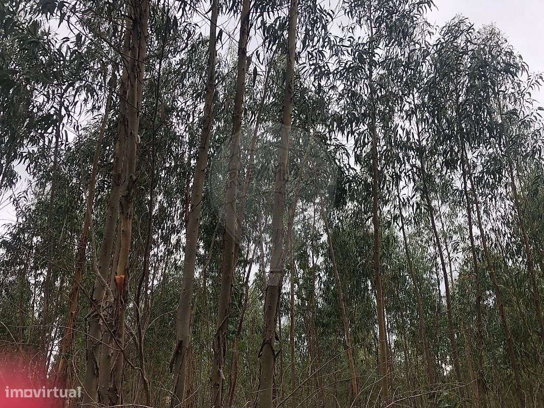 Terreno  para venda - Grande imagem: 4/5