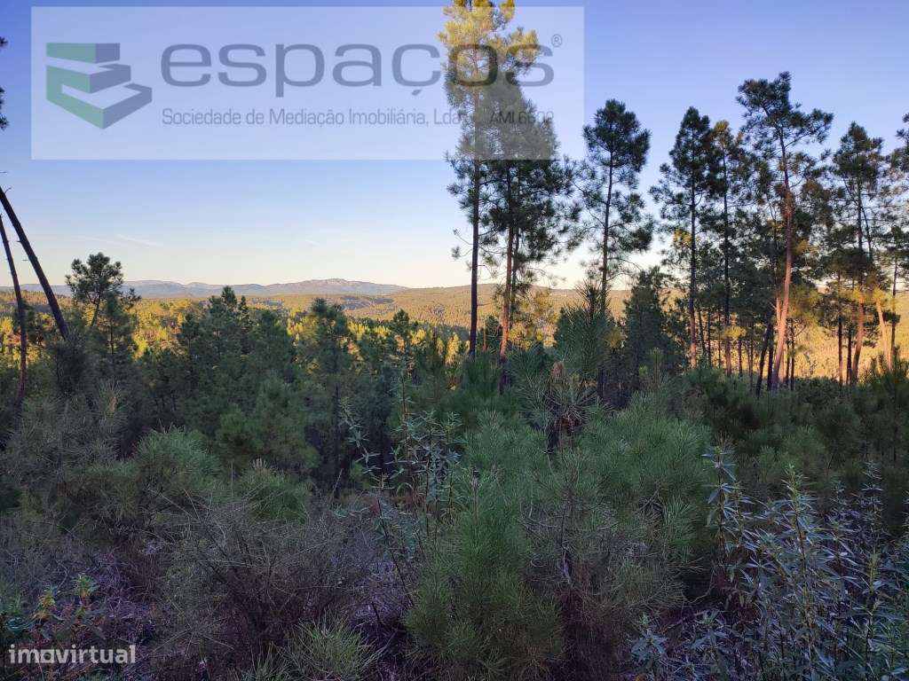 Terrenos de aptidão florestal - Grande imagem: 4/8