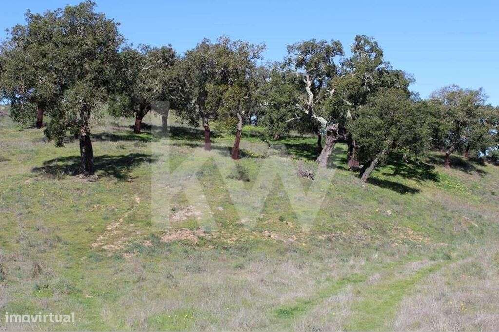 Terreno de 5,8 hectares em Santa Margarida da Serra - Grande imagem: 3/9