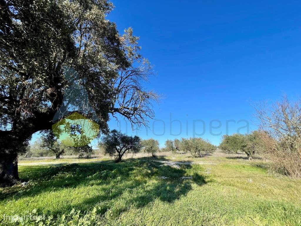 Herdade no Alqueva em Moura - Grande imagem: 4/19