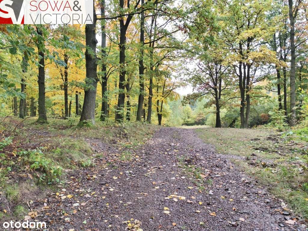 Działka przy lesie w sąsiedztwie zalewu - Pełny obrazek: 5/9