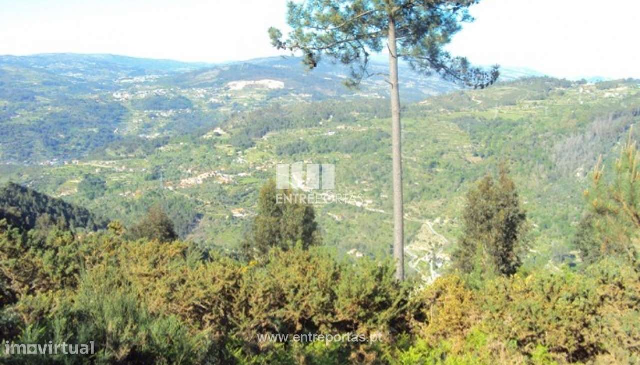 Venda Terreno, Cinfães - Grande imagem: 5/12