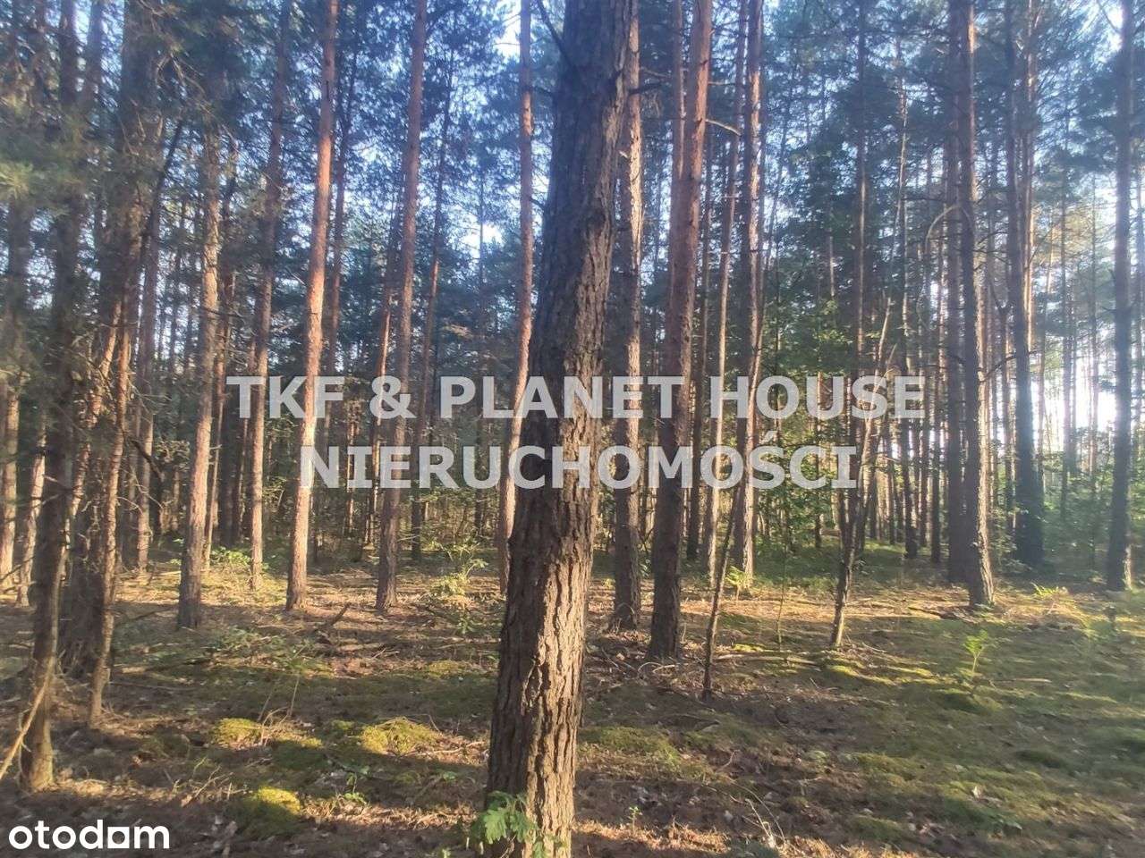 Na sprzedaż działka leśna pow. 4 ha Walerianów - Pełny obrazek: 5/8