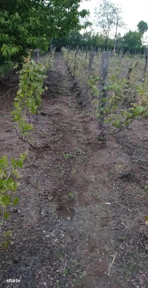 Teren intravilan ieftin in județul Iași - Imagine principală: 5/7