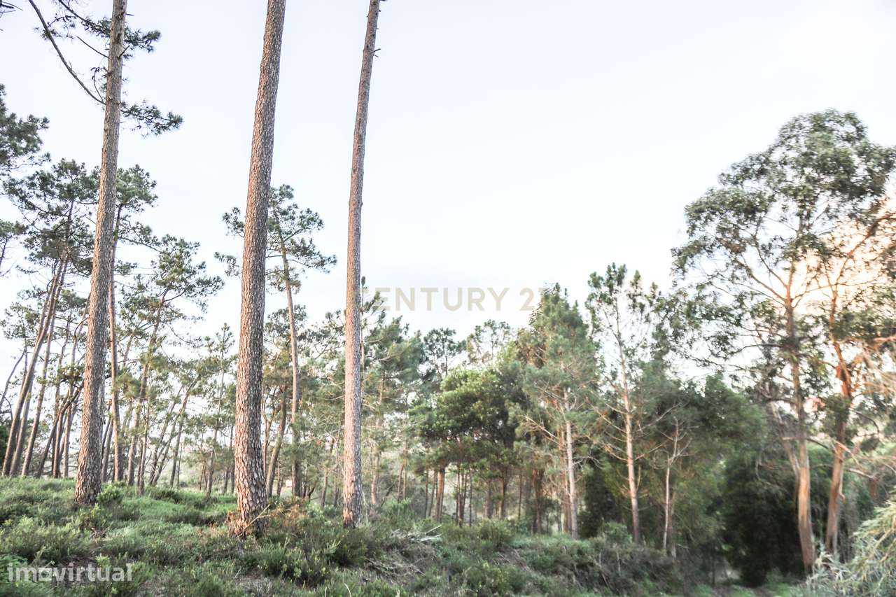 Terreno Rustico - Grande imagem: 4/29