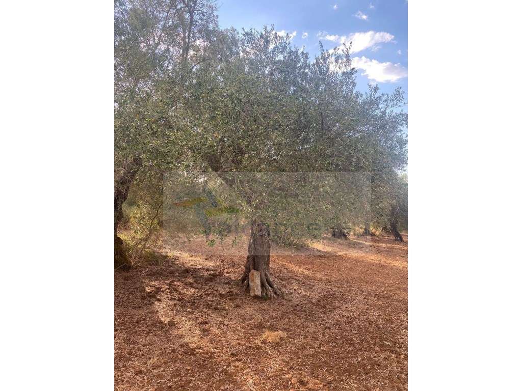 Quintinha Agricola em Vila Nova de São Bento-20