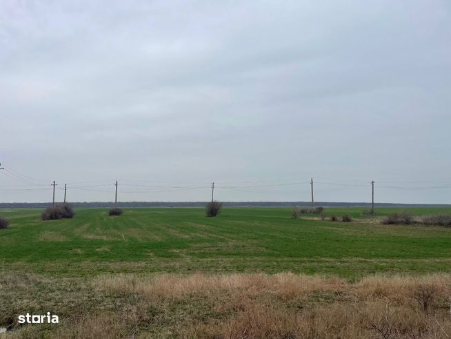 Giurgiu -Marsa Teren Agricol 8.5 Ha Deschidere 80m-2