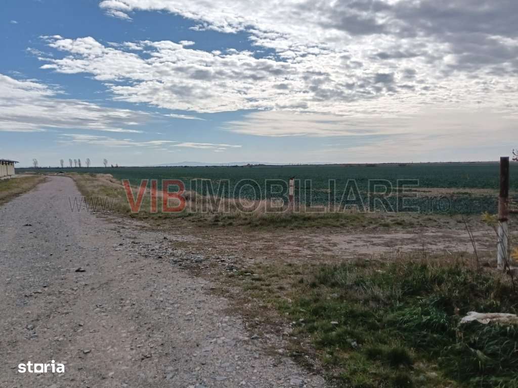 Ferma Agricolă 1.350 Hectare – Grad de Comasare 96–97%, Chișineu - Imagine principală: 3/14