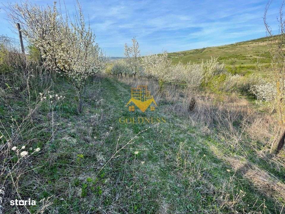 Tren Soporului Intravilan ,5500 MP Utilitati,  Oportunitate - Imagine principală: 5/10