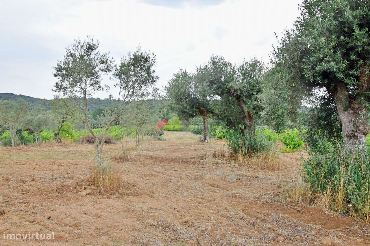 Terreno Rústico com olival tradicional - Grande imagem: 3/21