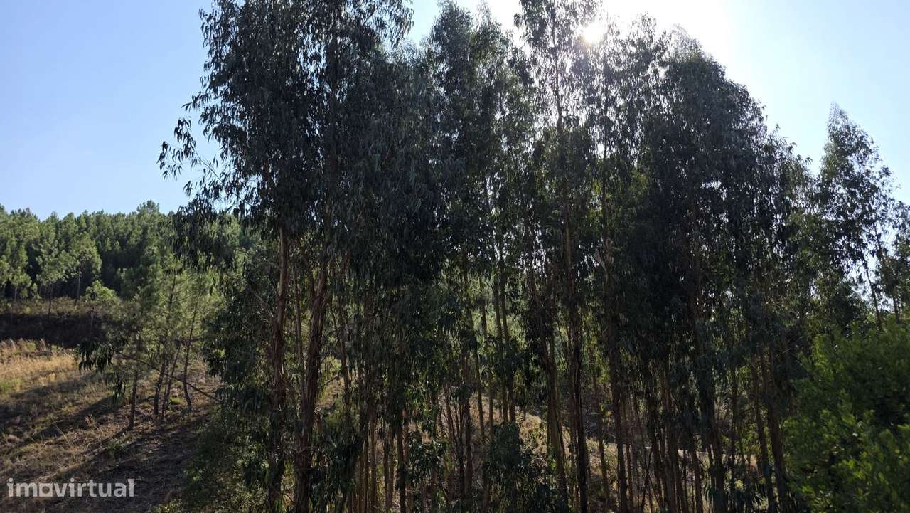 Terreno 6.800m2 eucaliptos e pinheiros em Vila de Rei-0
