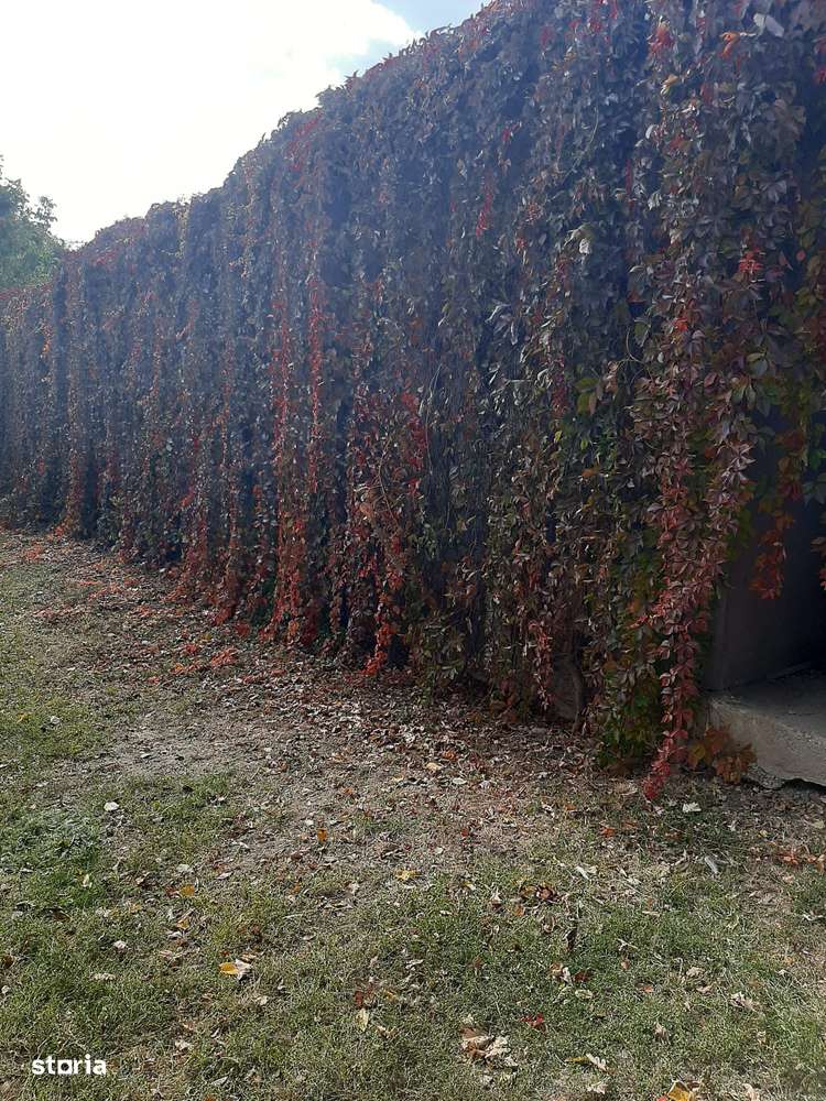 Afacere viticolă la cheie–cramă,linie îmbuteliere zonă viticolă de top - Imagine principală: 4/18