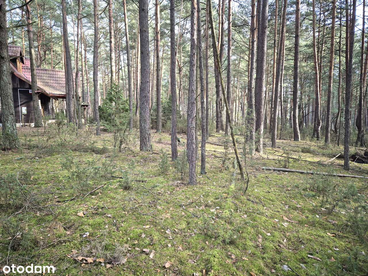 Cicha działka leśna. Popowo Letnisko. Serock. Zalew Zegrzyński. MPZP.-7