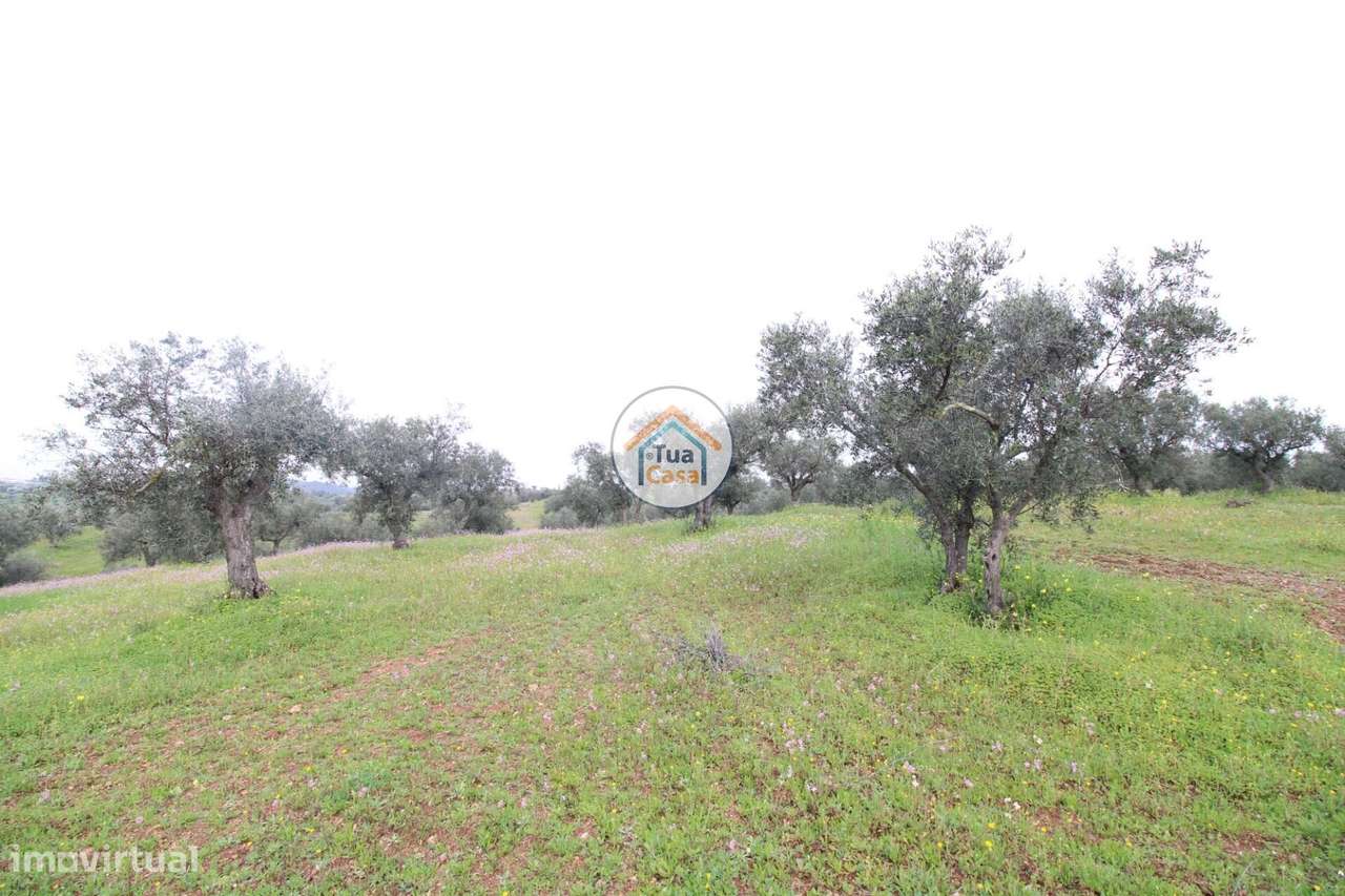 Terreno de 9.750m2 (1 ha) com Olival e possibilidade de colocar Bungal - Grande imagem: 5/22