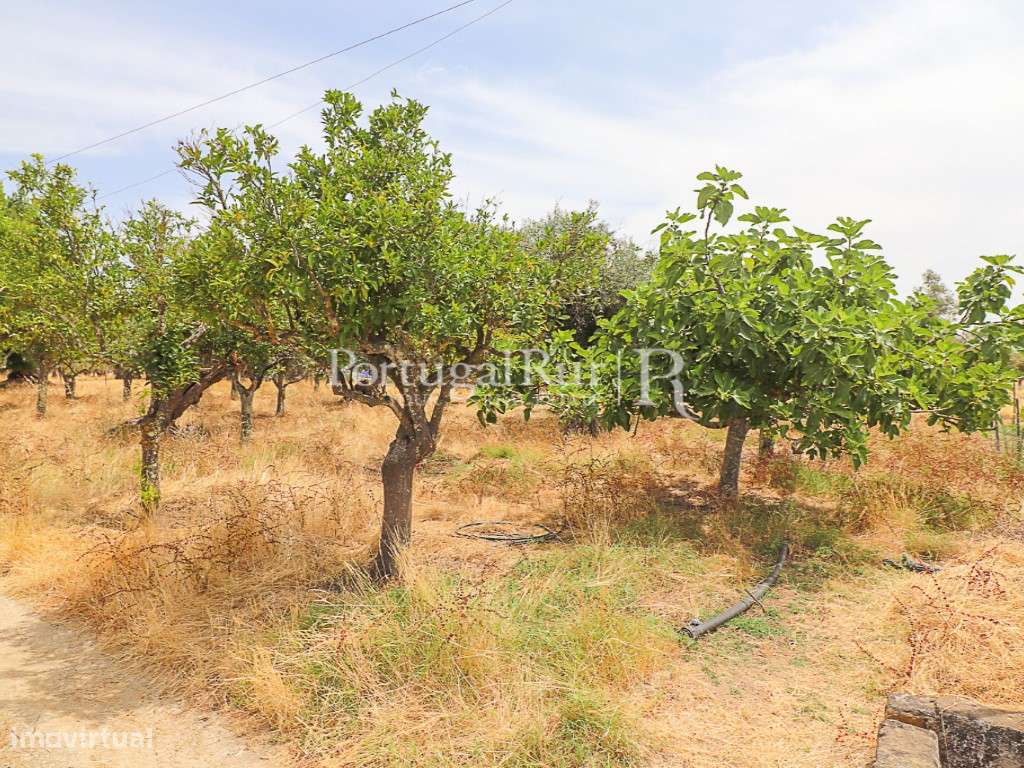 Encantadora quintinha alentejana-14