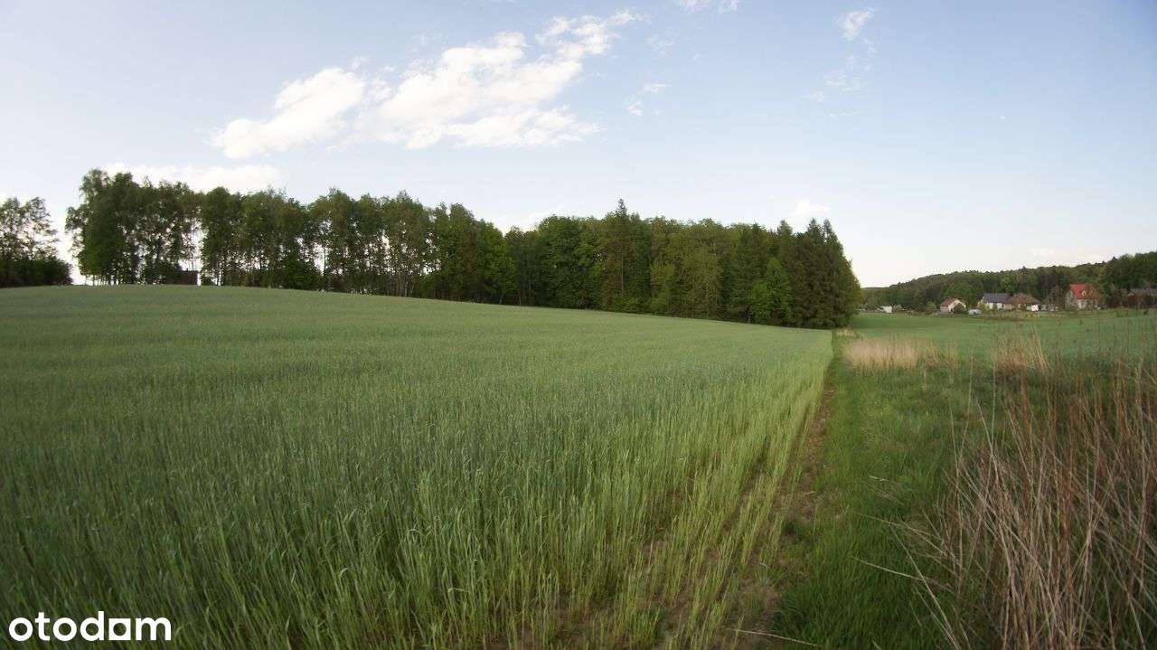 Rybnik - Malownicza działka leśna na sprzedaż-1