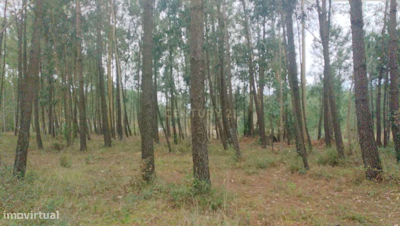 Terreno Rustico com pinheiros - Maceira. - Grande imagem: 5/12