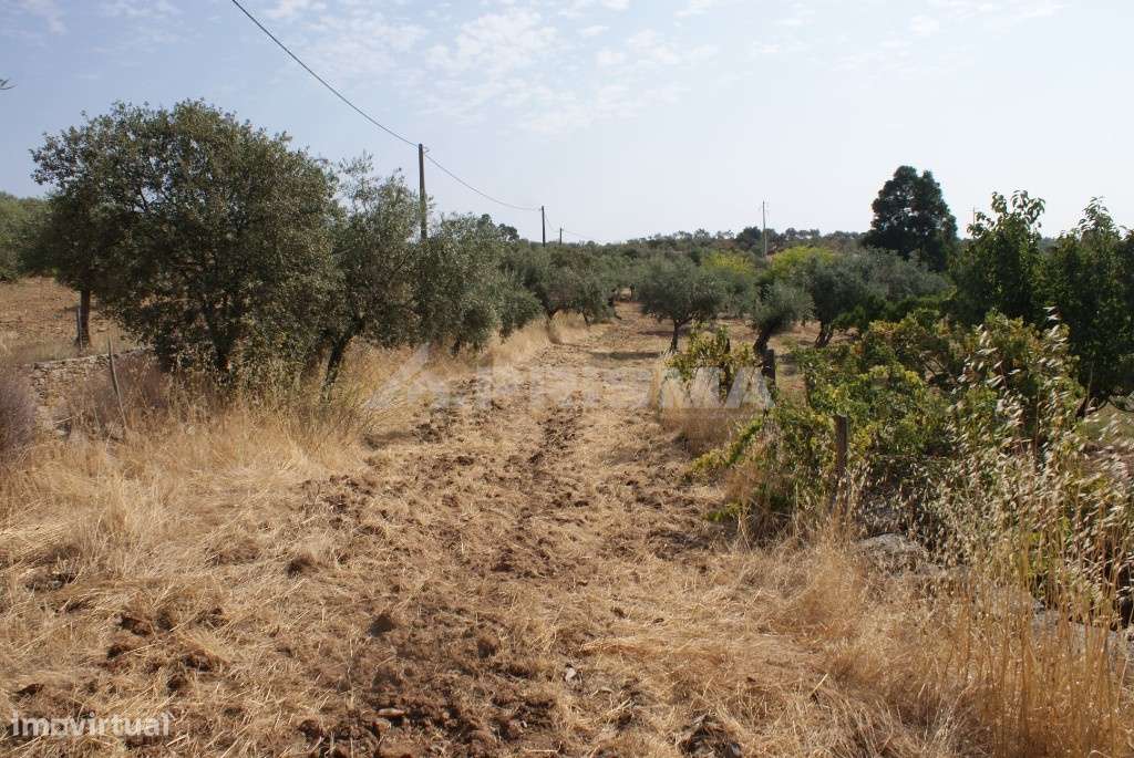 Terreno agrícola - Grande imagem: 3/12