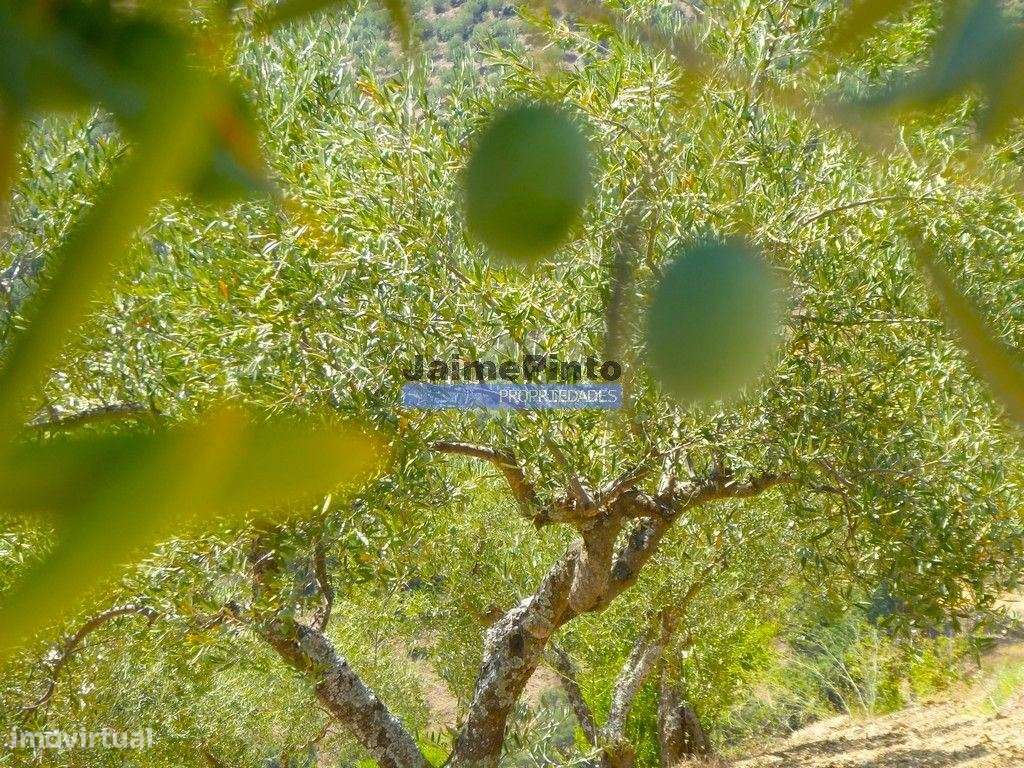 OLIVAL 3ha, 330 árvores, em produção. Portugal, Figueira de Castelo... - Grande imagem: 2/9