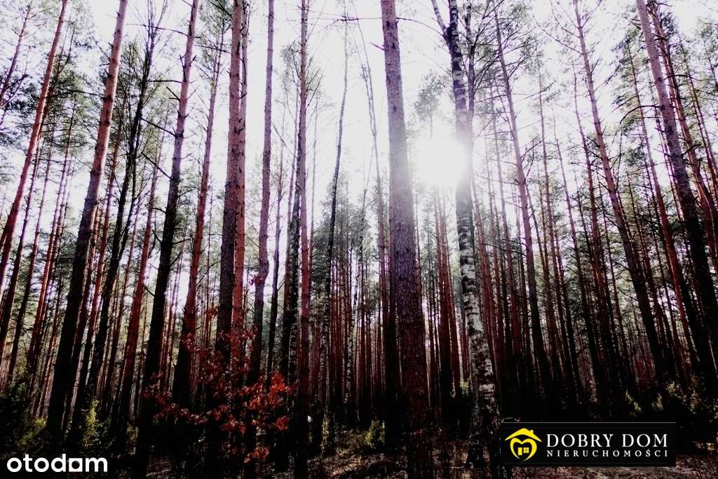 *** Atrakcyjna działka 1 ha rolno-leśna *** - Pełny obrazek: 4/8