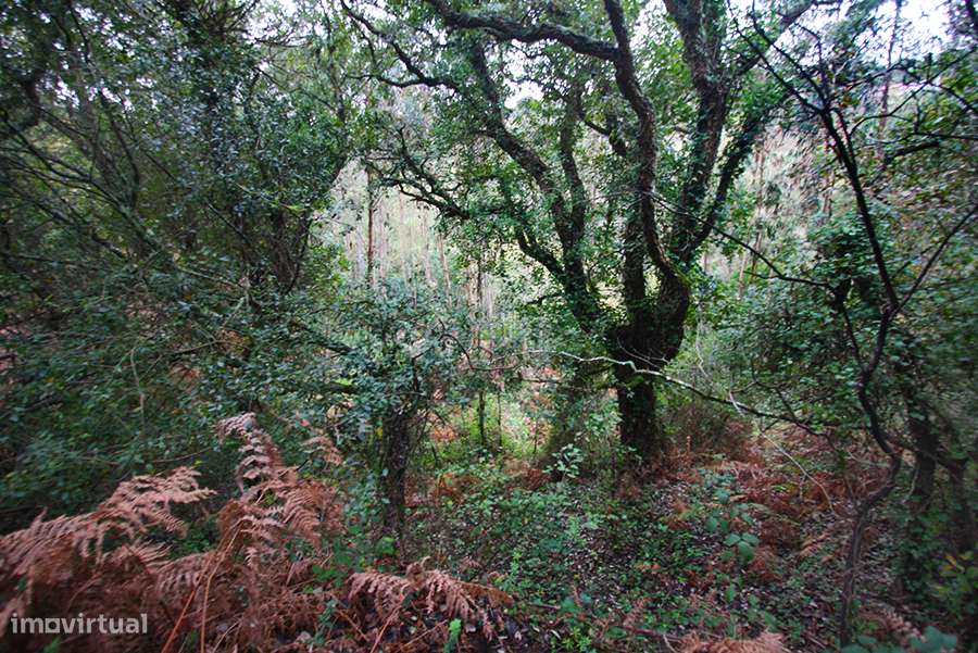 Grande propriedade, com floresta e 2 ruínas, Fraldeu, Óbidos-12