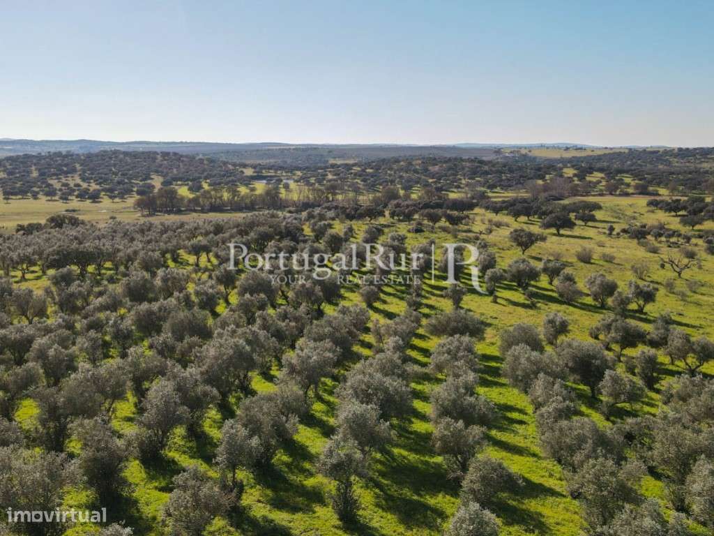 Herdade de 18 hectares perto de Estremoz-9