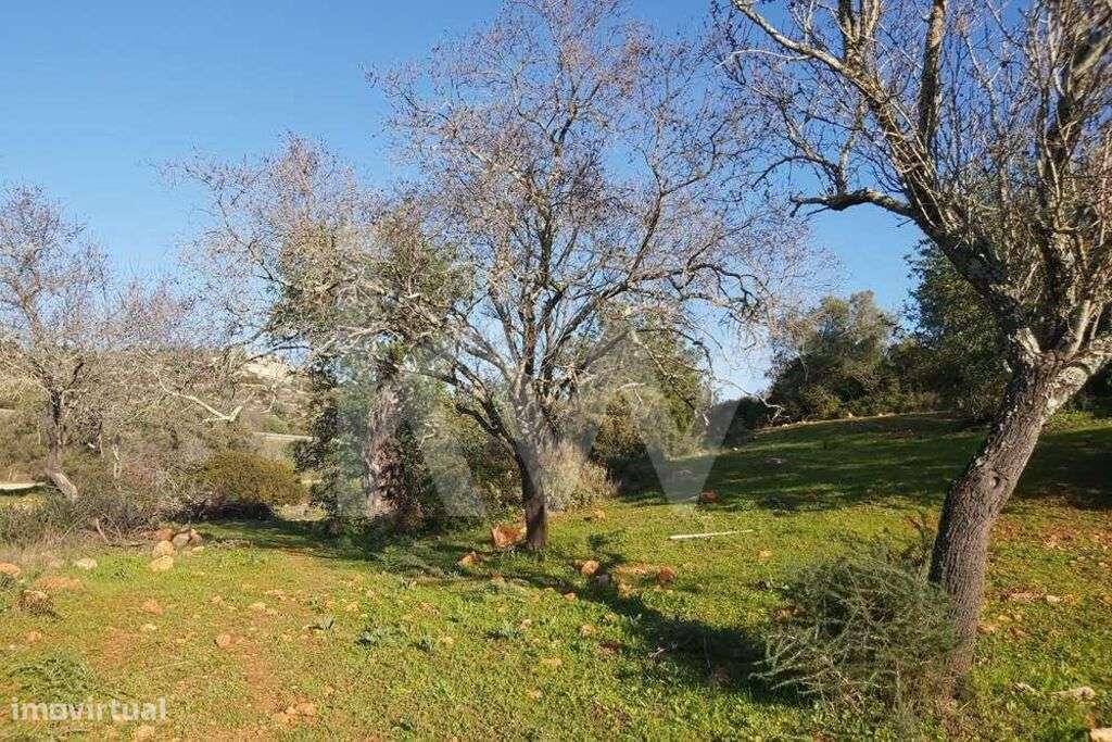 Terreno Rústico no Zambujal - Boliqueime - Grande imagem: 2/20