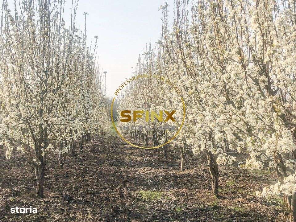 De vanzare ferma Calarasi in stare de conservare - sere - livada - Imagine principală: 2/19