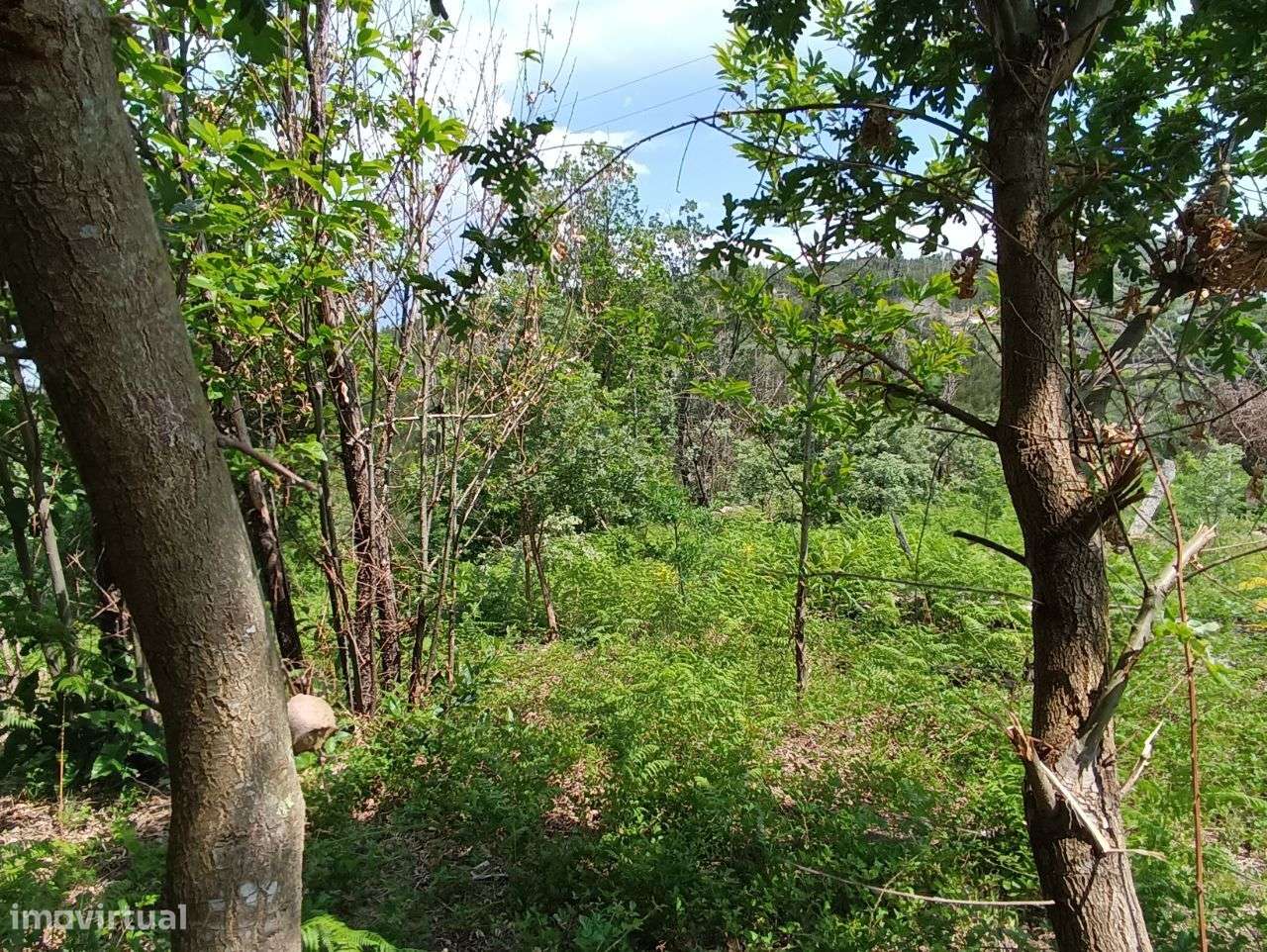 Quinta – Vouzela - Grande imagem: 2/41