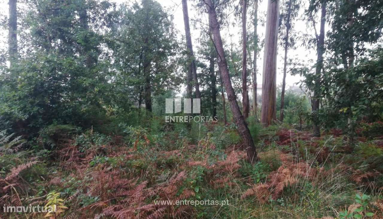 Venda de Terreno, Cardielos, Viana do Castelo - Grande imagem: 2/30