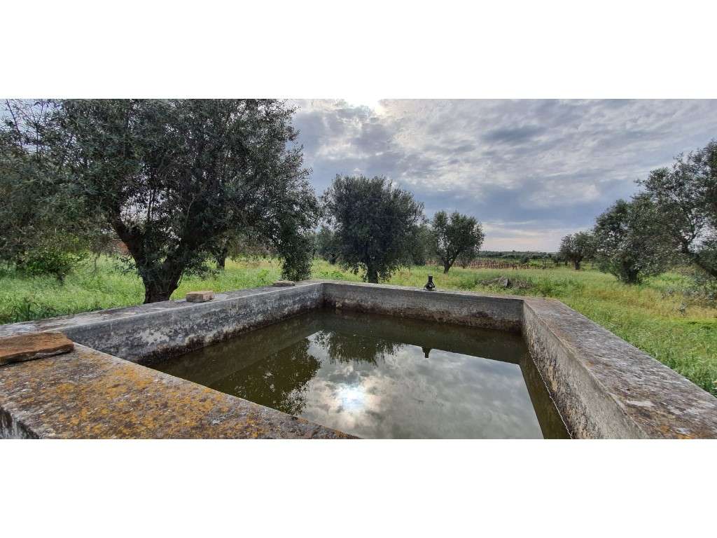 Quinta com 25.000 m2 em Reguengos de Monsaraz - Grande imagem: 4/25