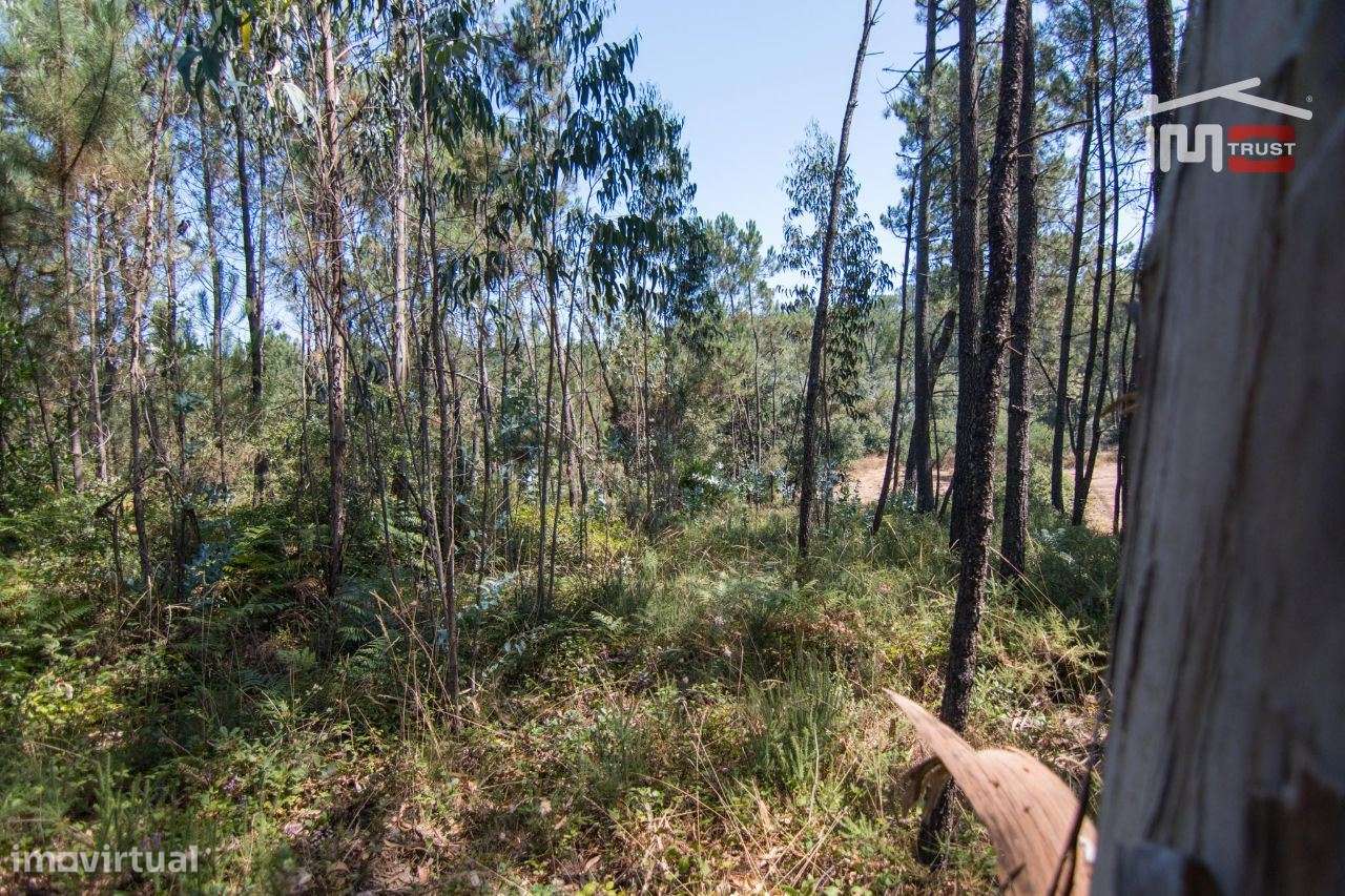 TERRENO RÚSTICO COM PINHAL, OLIVAL E TERRA DE CULTIVO - Grande imagem: 4/8