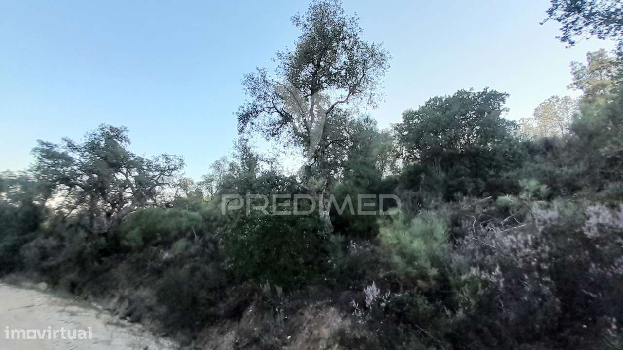 Terreno c/Sobreiros - Grande imagem: 2/12