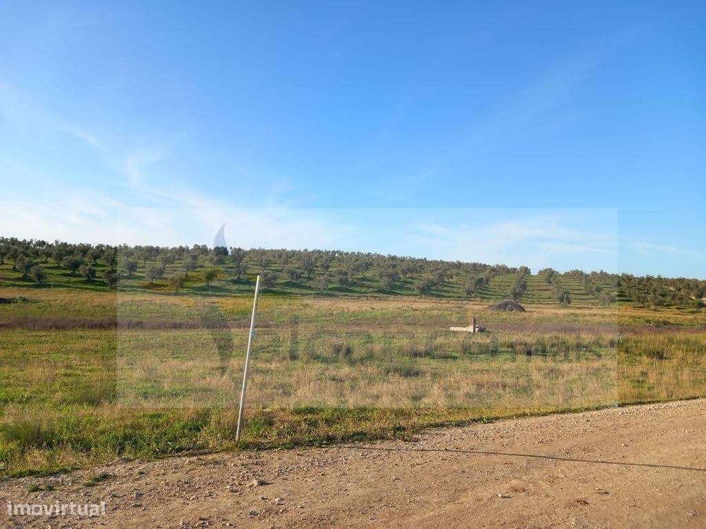 Herdade com 240 hectares - BAIXO ALENTEJO (zona de Mourão) - Grande imagem: 5/13