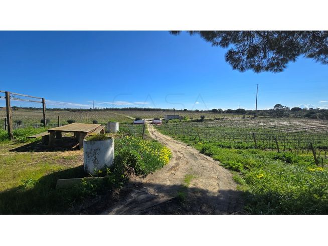Herdade de 28.000m2 com vinha moscatel e habitações-22