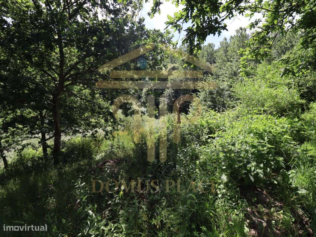 Terreno com 17.800 m², Casa para Reconstruir e mina de Água - Soalh...-19