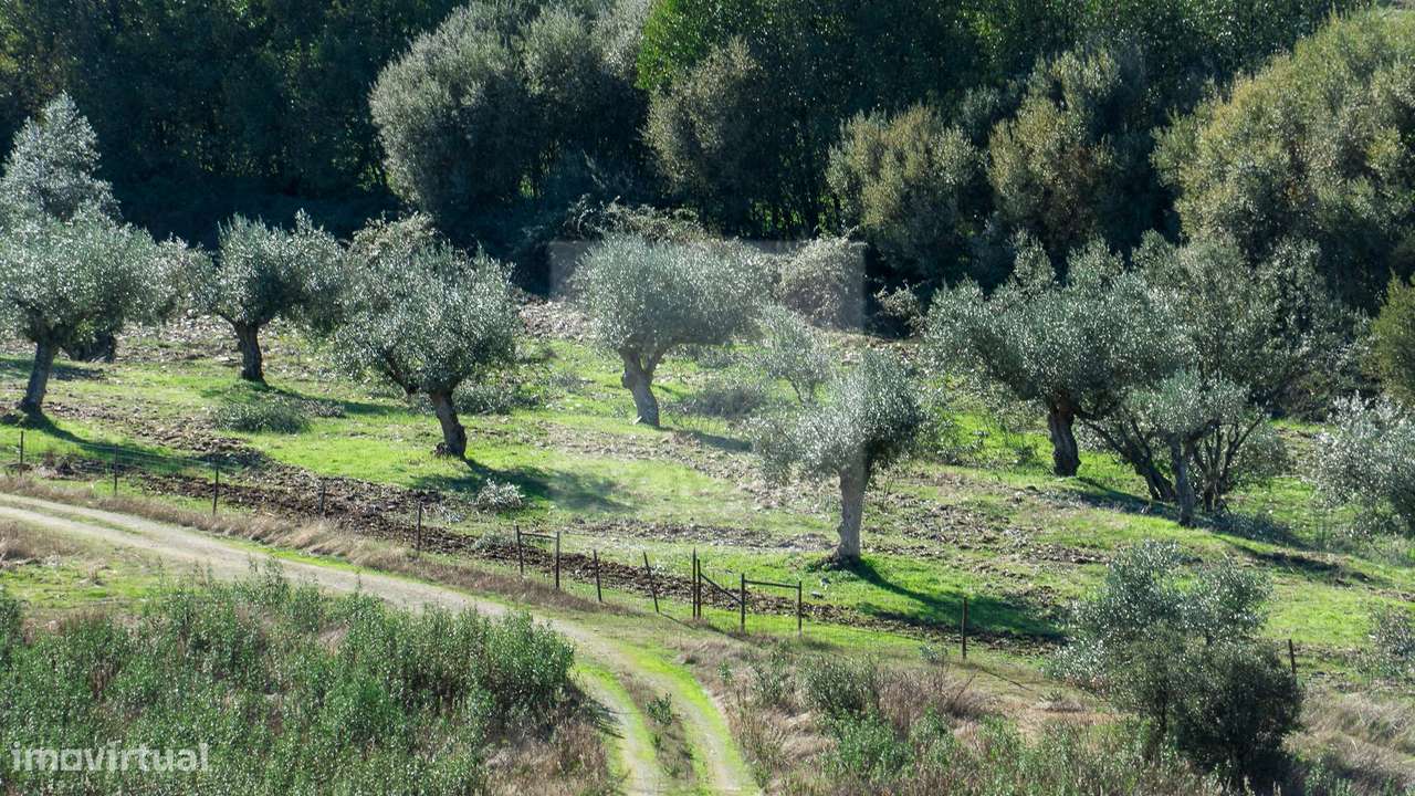 Project Green Valley-5