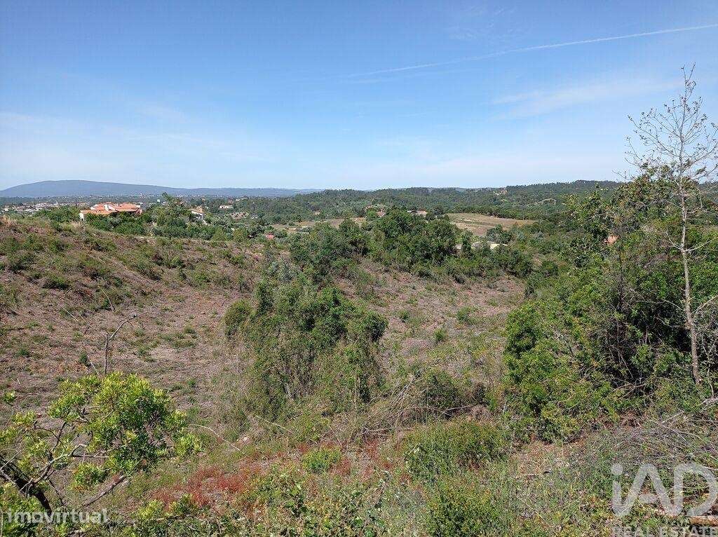 Terreno Agrícola em Madalena e Beselga - Grande imagem: 4/27
