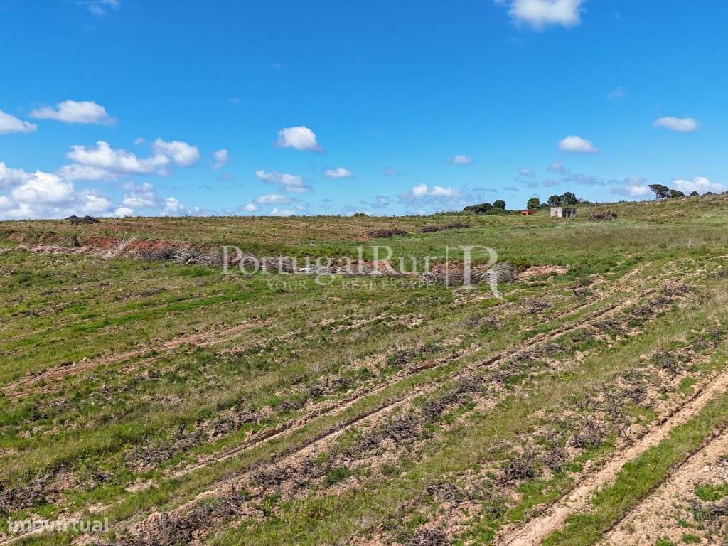 Exploração Agrícola com 37 ha e produção de Pera Rocha no Cadaval-23
