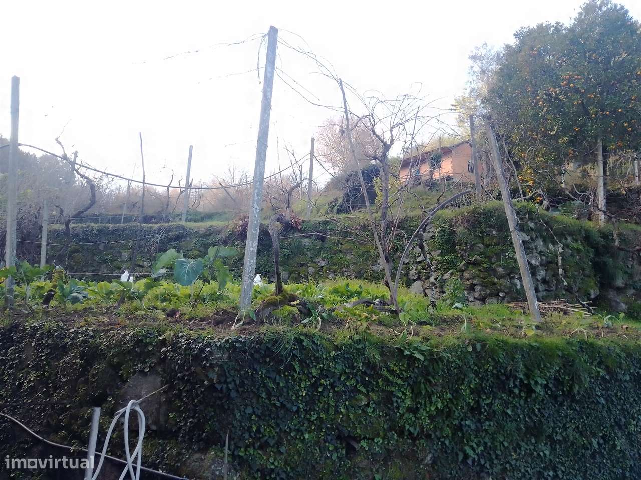 Terreno Rústico em Cinfães - Viseu Venda de Terreno em Cinfães - Viseu - Grande imagem: 2/28