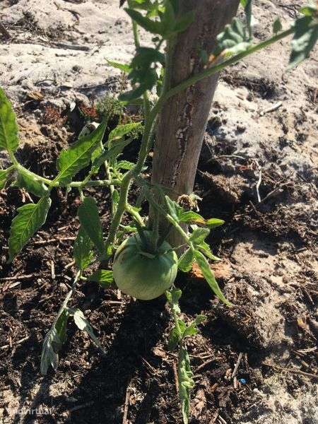 Terreno agricola 6Ha - Grande imagem: 4/9