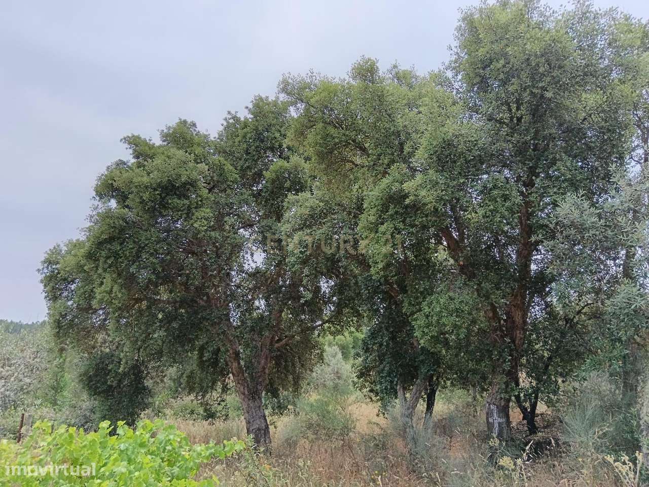 Terreno rustico em Palvarinho ( Rabadão  ) - Grande imagem: 3/6