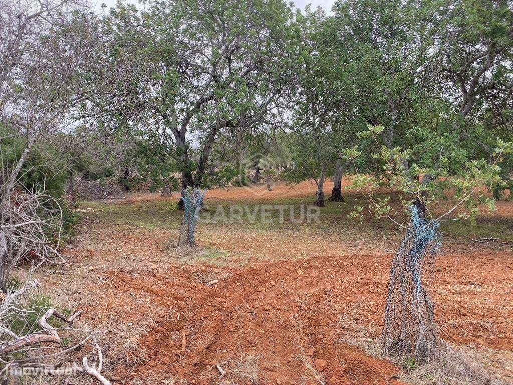 Lote de terreno rústico situado em zona muito tranquila, Boliqueime... - Grande imagem: 2/14